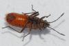 Arocatus roeselii